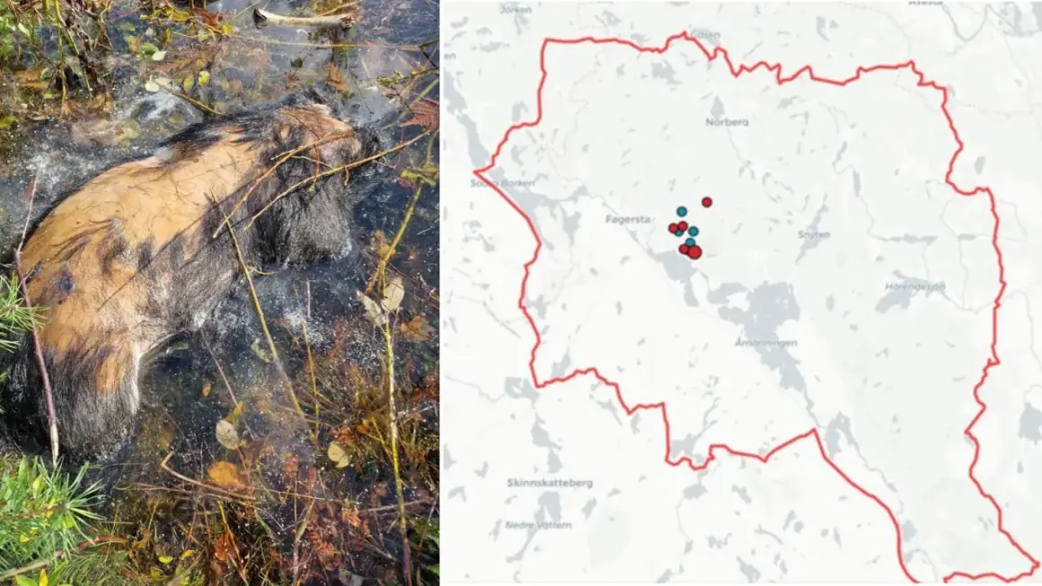 Vildsvin i vatten, bredvid en karta över Västmanland, Sverige, med prickar som markerar observationer.