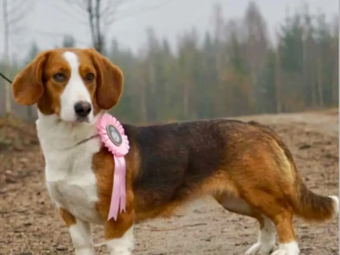 En stolt drever tax med en rosa rosett på bröstet, redo för prisutdelning i skogen.