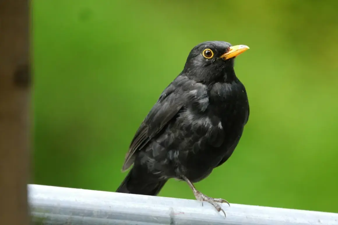 En koltrast, en vacker flyttfågel, sitter på ett räcke med en grön bakgrund.