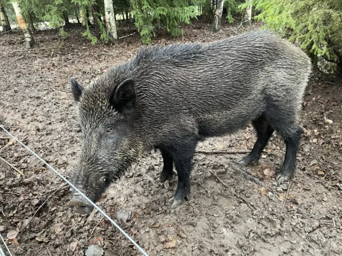 Vildsvin i skogen. Undrar hur blir man av med vildsvin när de bökar runt?