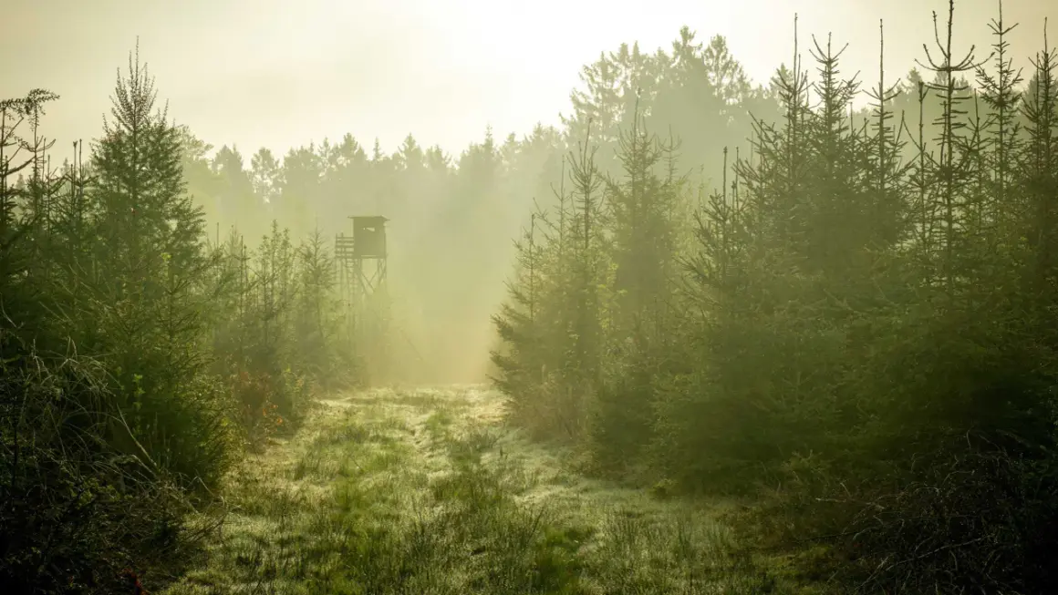 Dimma lättar över en gräsbevuxen stig i skogen. En tornliknande jaktkammare skymtar i fjärran, en plats för framtida viltvårdare utbildning.