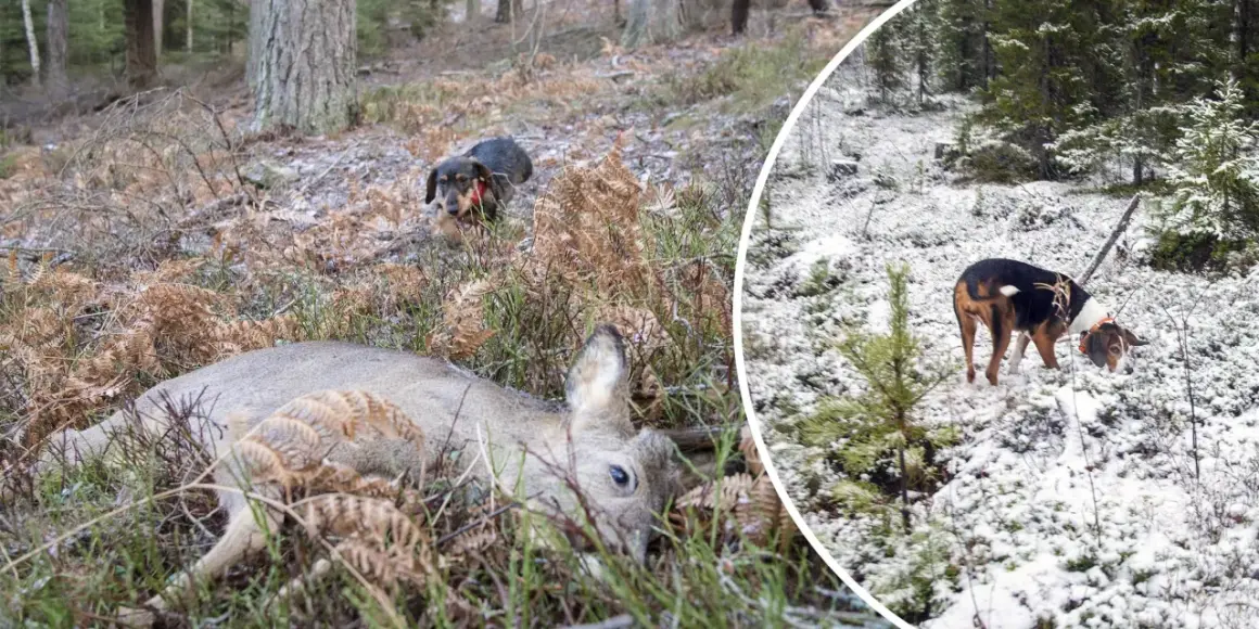 En lajka hund i skogen, en ligger död, en annan undersöker.