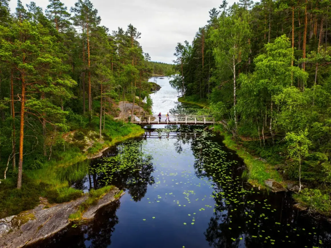 Vacker bro över en mörk sjö med näckrosor i **Tresticklans nationalpark**. Skogsklädda stränder och en klar himmel.