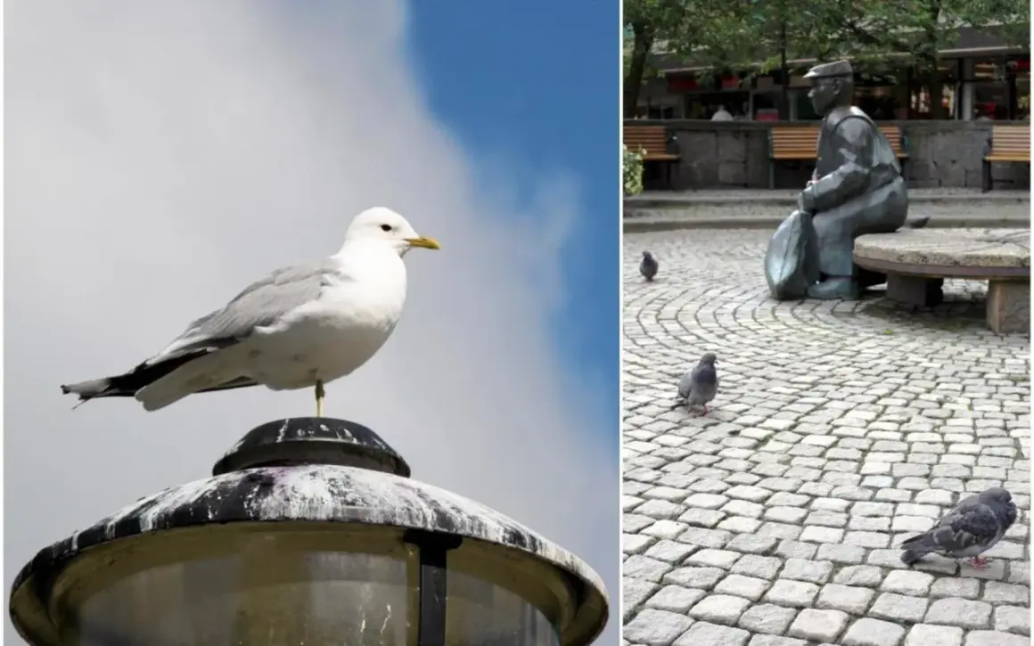 En fiskmås sitter på en lyktstolpe. På andra sidan, en staty av en man med duvor på kullerstensgatan. Frågan om man får skjuta fiskmåsar är irrelevant här.