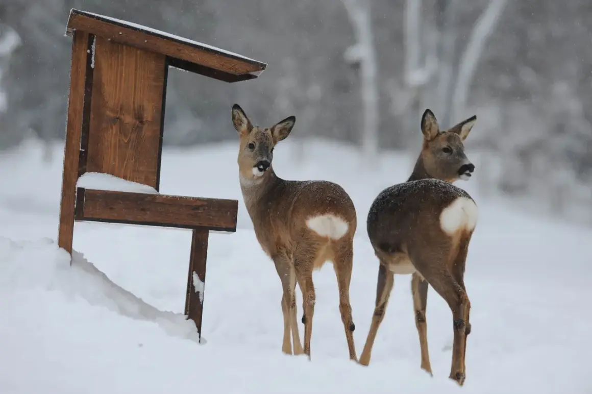 Två rådjur står i snön vid en matare på tomten.