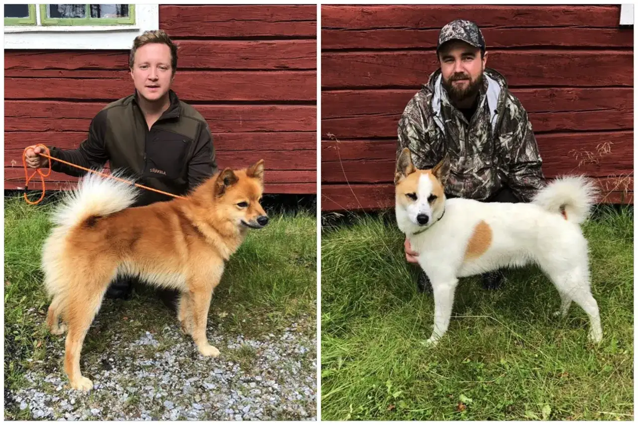 Finsk spets som jakthund - krav, träning och vardagsliv