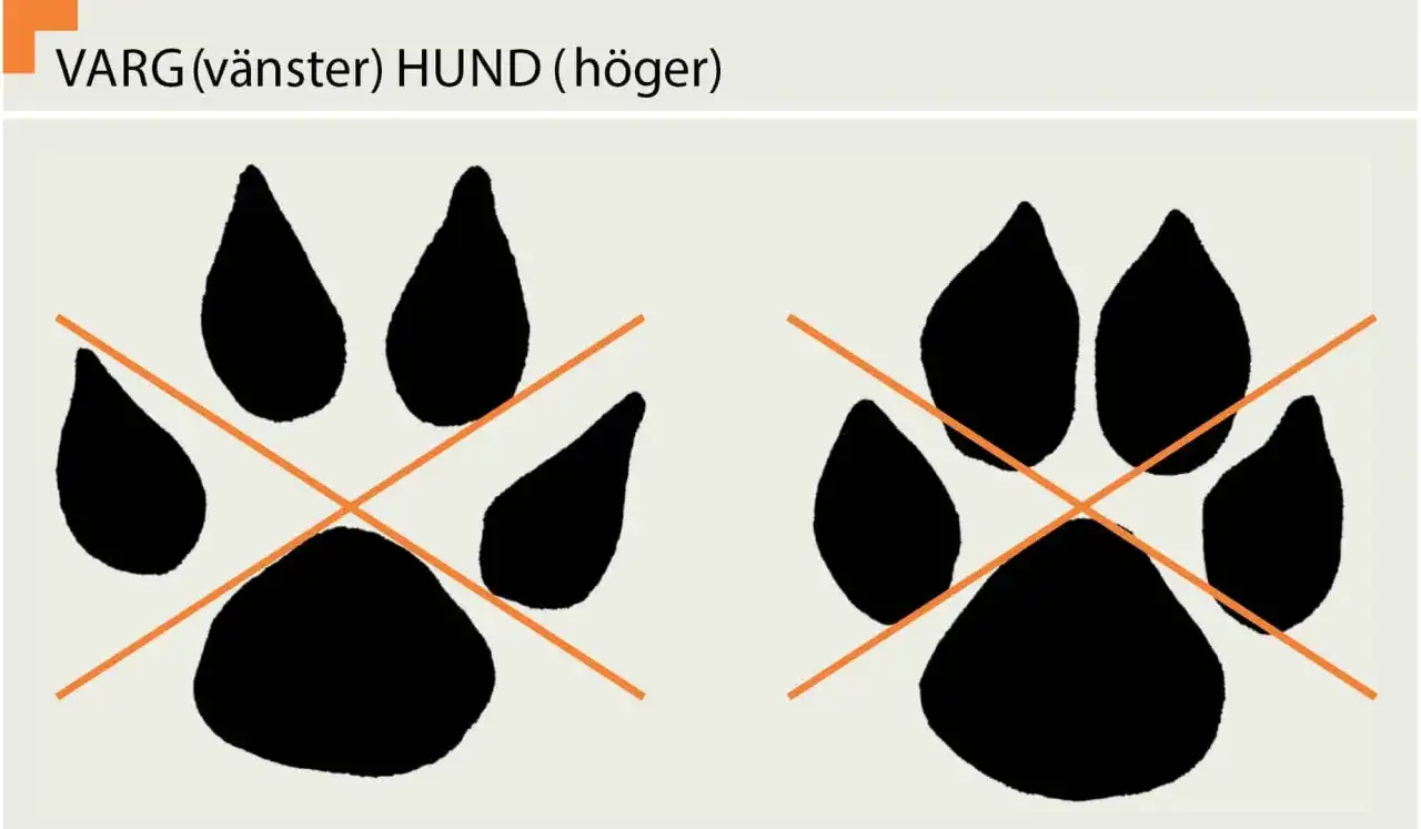 Vargspår - Så skiljer du varg från hund och andra rovdjur