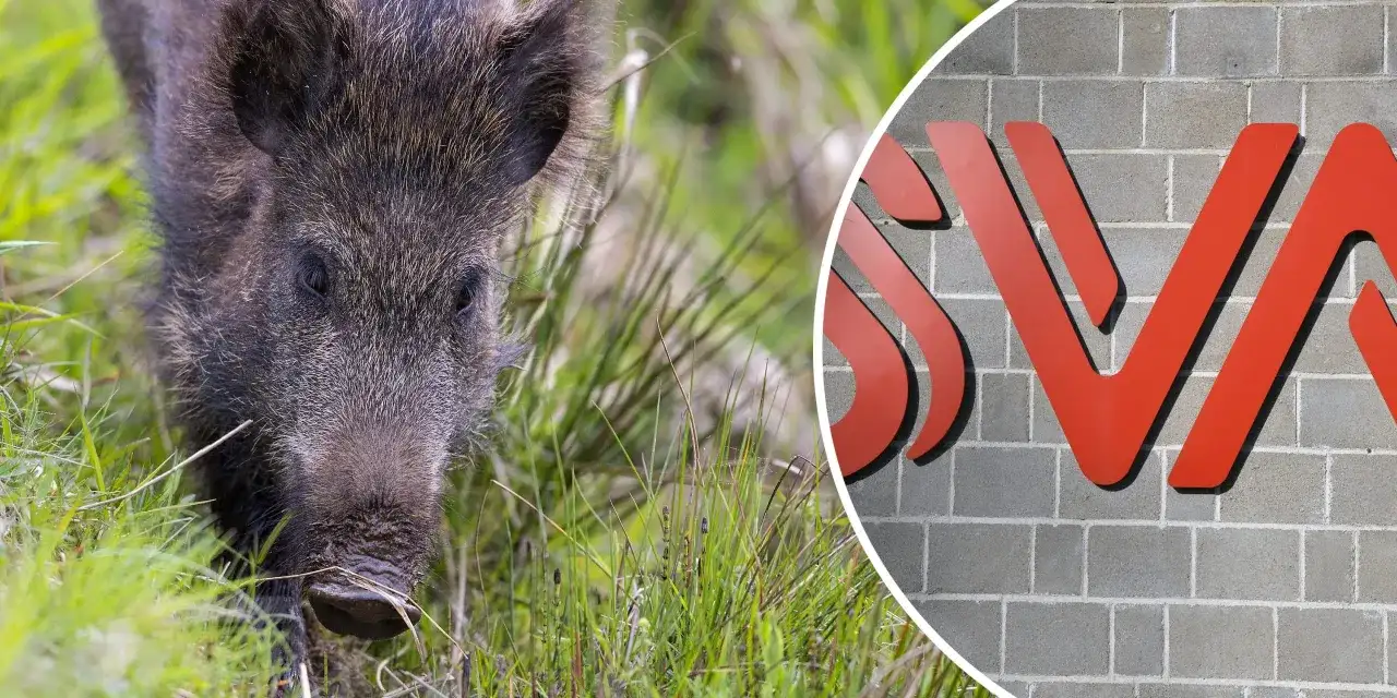 Afrikansk svinpest hos vildsvin - så agerar du rätt
