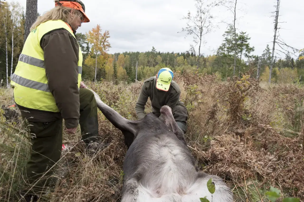Två jägare hanterar ett fällt älg. Dygnsgrader kan påverka hur de hanterar bytet.