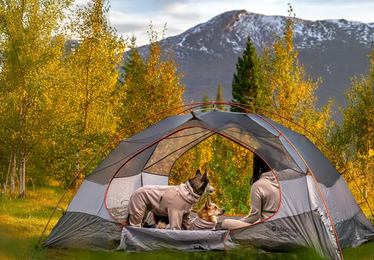 Två hundar och en person myser i ett tält under höstens färger. En perfekt dag för att campa med hund i fjällen.