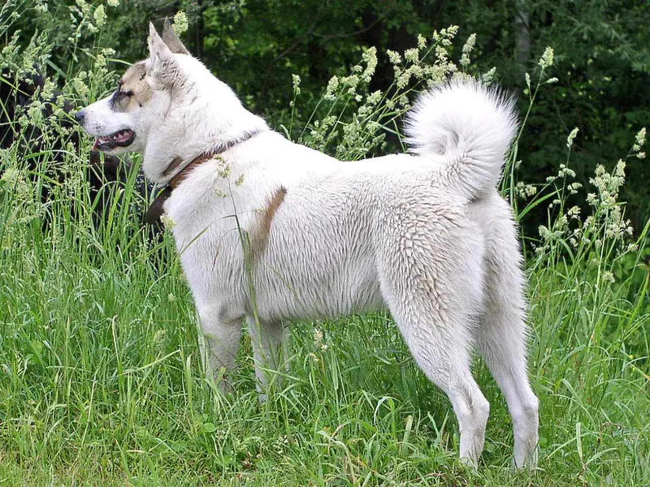 En st&aring;tlig lajka hund st&aring;r i h&ouml;gt gr&auml;s, med en buskig svans och uppr&auml;ttst&aring;ende &ouml;ron.