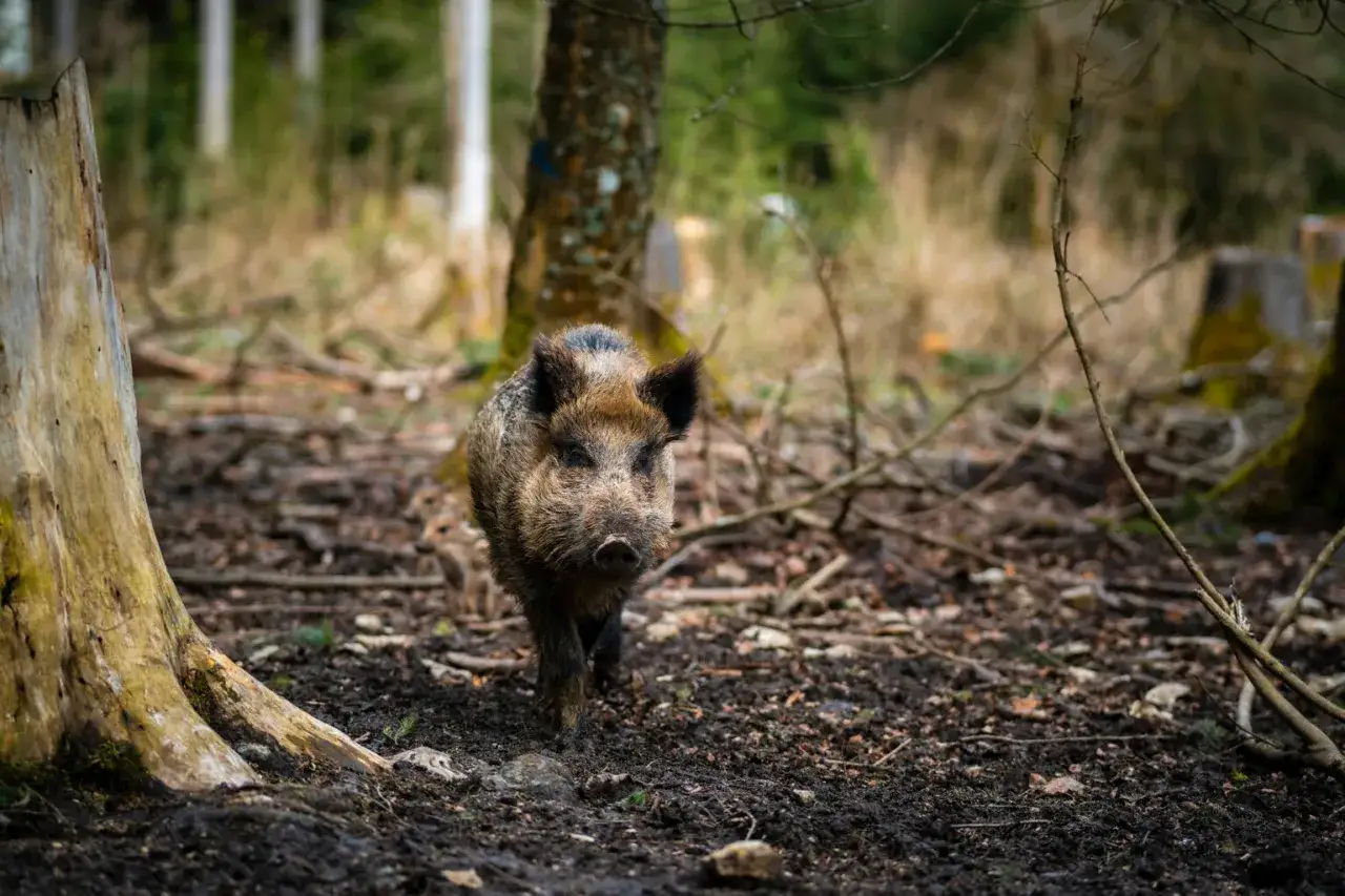 Ett vildsvin med ungar i skogen nära Uppsala.