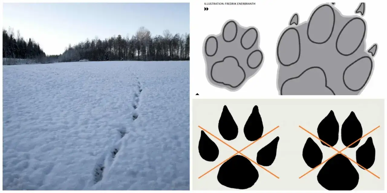Varg sp&aring;r i sn&ouml;n leder mot skogen. Illustrationer visar tassavtryck, en st&ouml;rre och en mindre, samt tv&aring; svarta tassar med orange kryss &ouml;ver.