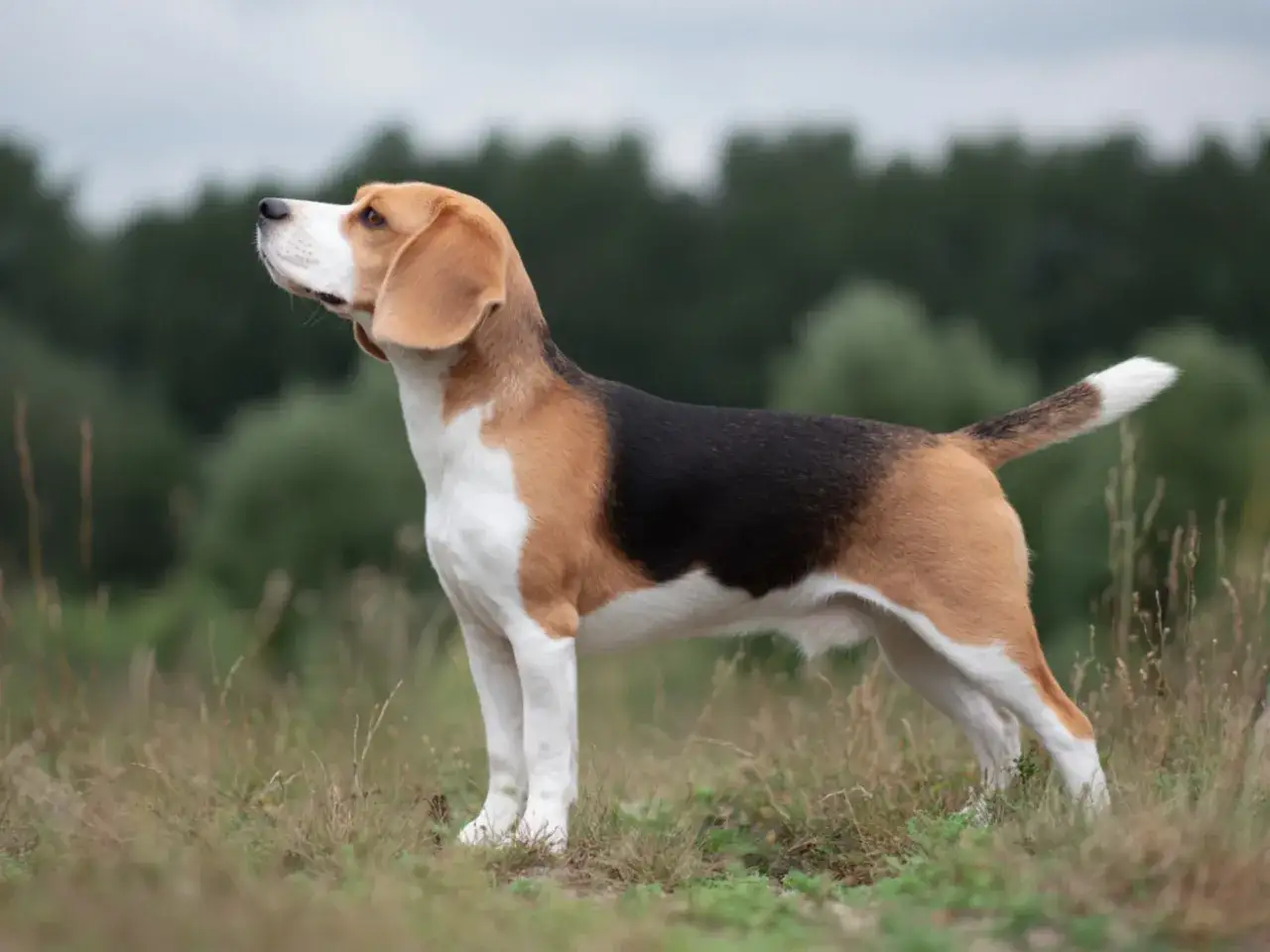 En stolt beagle hundras står i gräset och tittar uppåt.