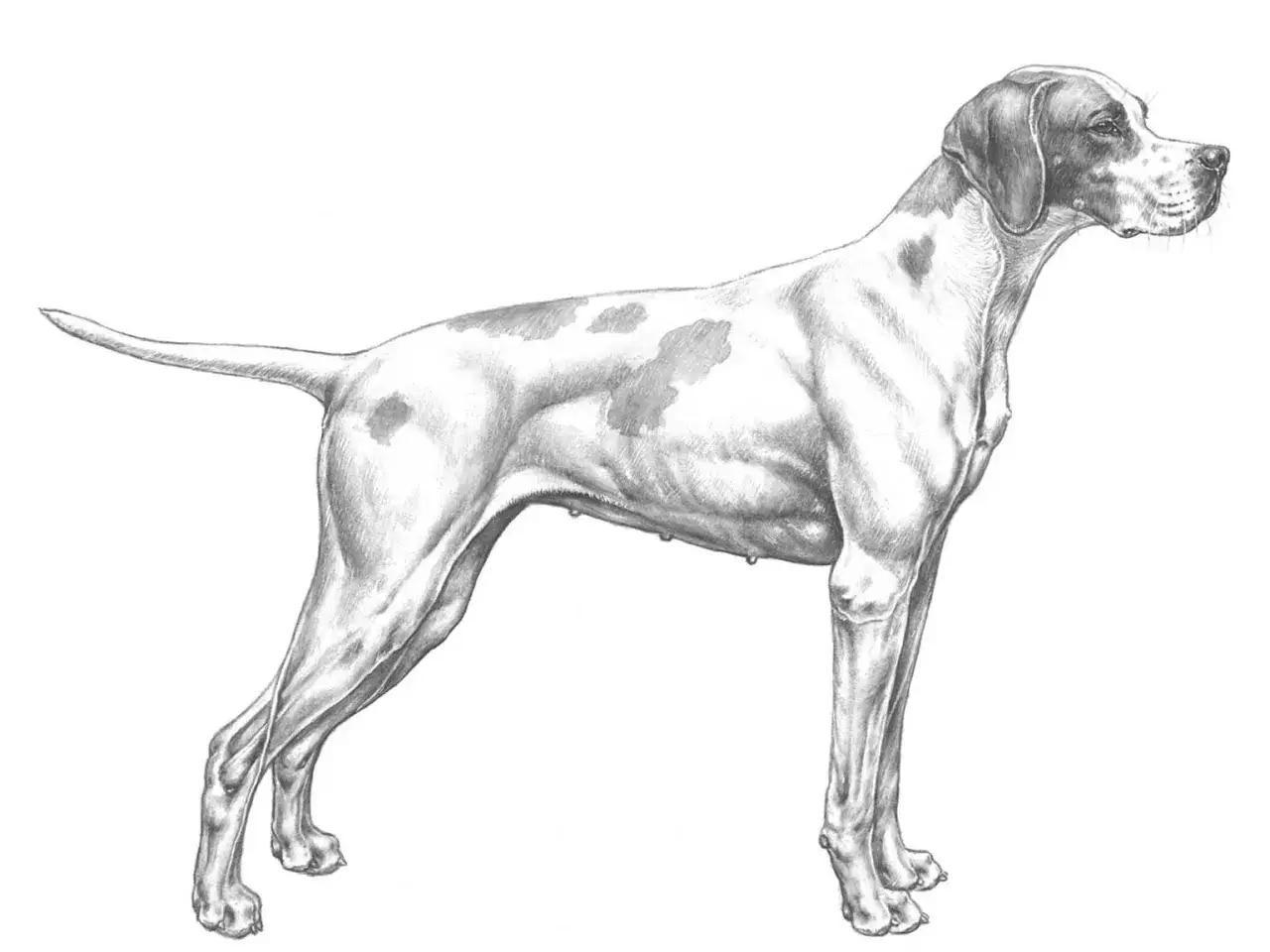 En teckning av en stående pointer hund med fläckar. Hunden ser ut att vara redo för jakt.
