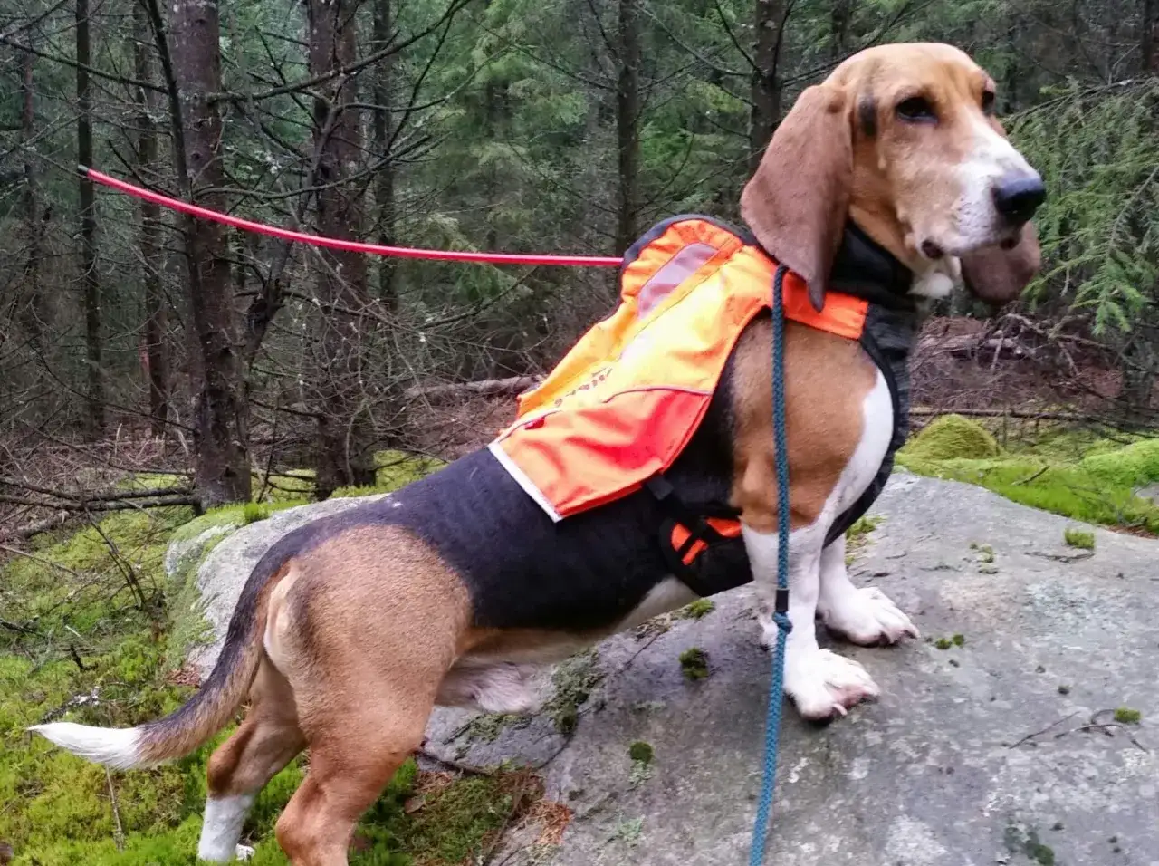 Basset hound redo f&ouml;r jakt i skogen, med orange v&auml;st.