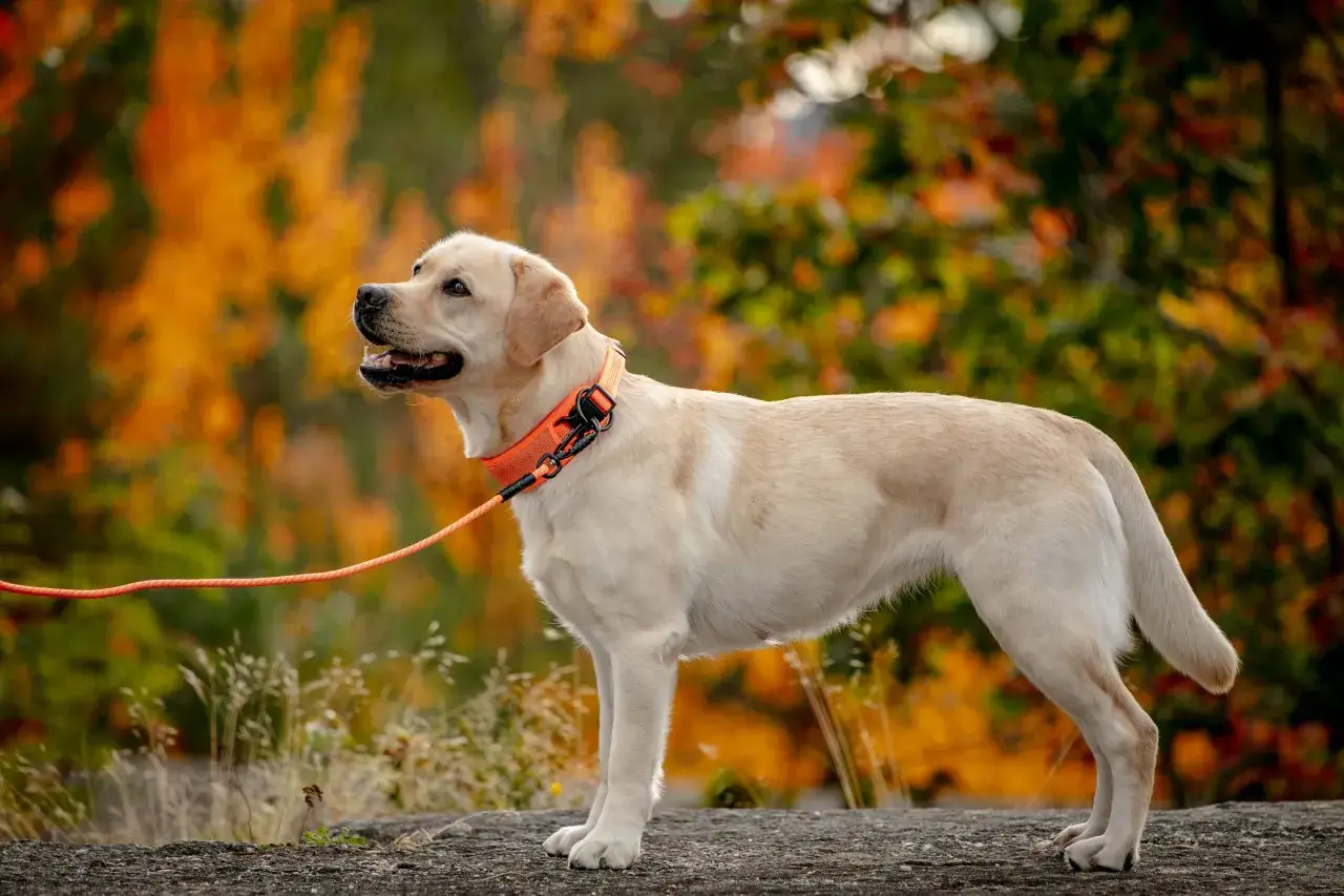 En st&aring;tlig jaktlabrador gul med orange koppel och halsband st&aring;r p&aring; en sten. Bakgrunden &auml;r en h&ouml;stskog i varma f&auml;rger.