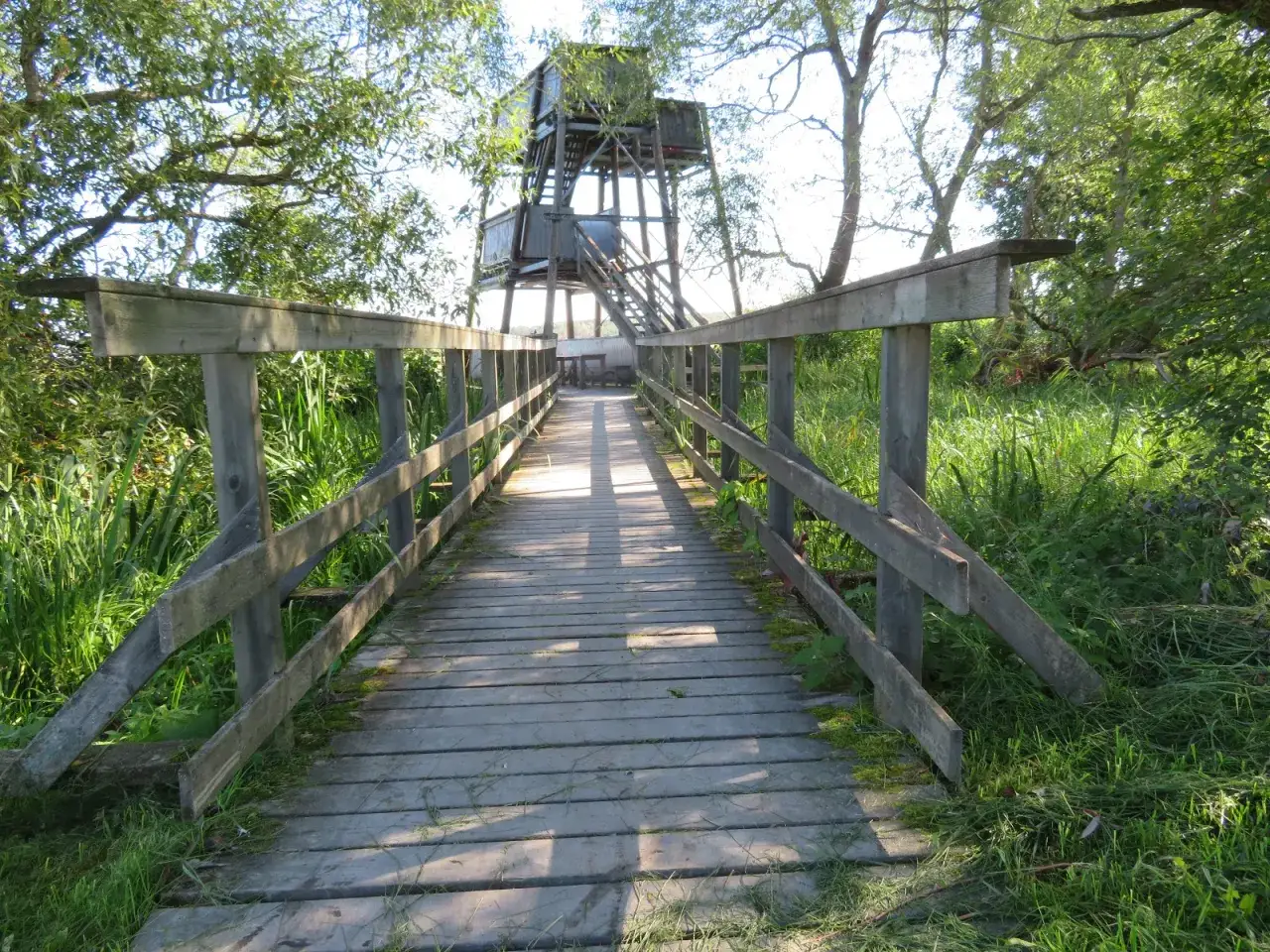 Träbro leder upp till ett utsiktstorn. En härlig promenad längs gula stigen i Uppsala.