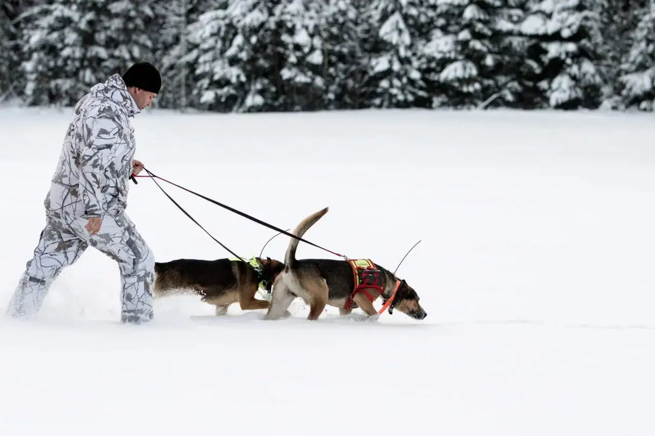 Man i kamouflagekl&auml;der leder tv&aring; hundar i sn&ouml;n, redo f&ouml;r lodjursjakt.