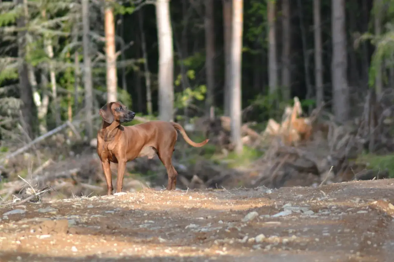 En brunfärgad hannoveransk viltspårhund står på en grusig stig i en skog.