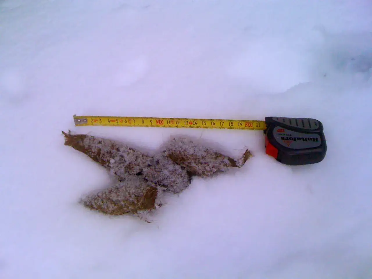Måttband bredvid varg bajs i snön. Spårare mäter avföringen, kanske för att uppskatta djurets storlek.