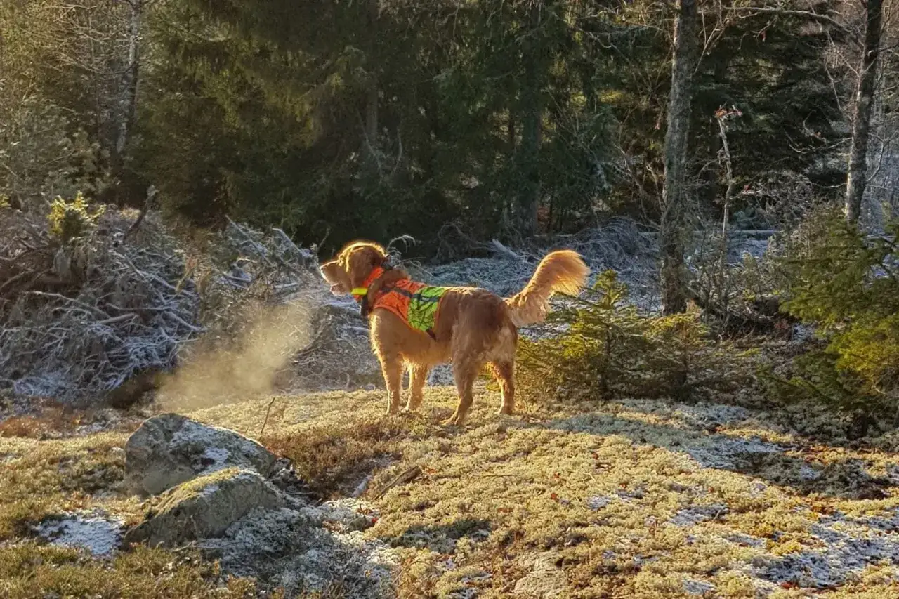 En hund med orange v&auml;st i skogen, redo f&ouml;r viltsp&aring;r. Frosten ligger p&aring; marken och solen lyser.