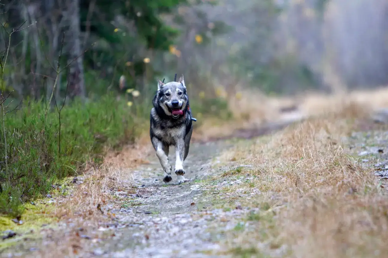 En ståtlig jakt hund springer fram längs en grusväg i skogen, ivrig och glad.