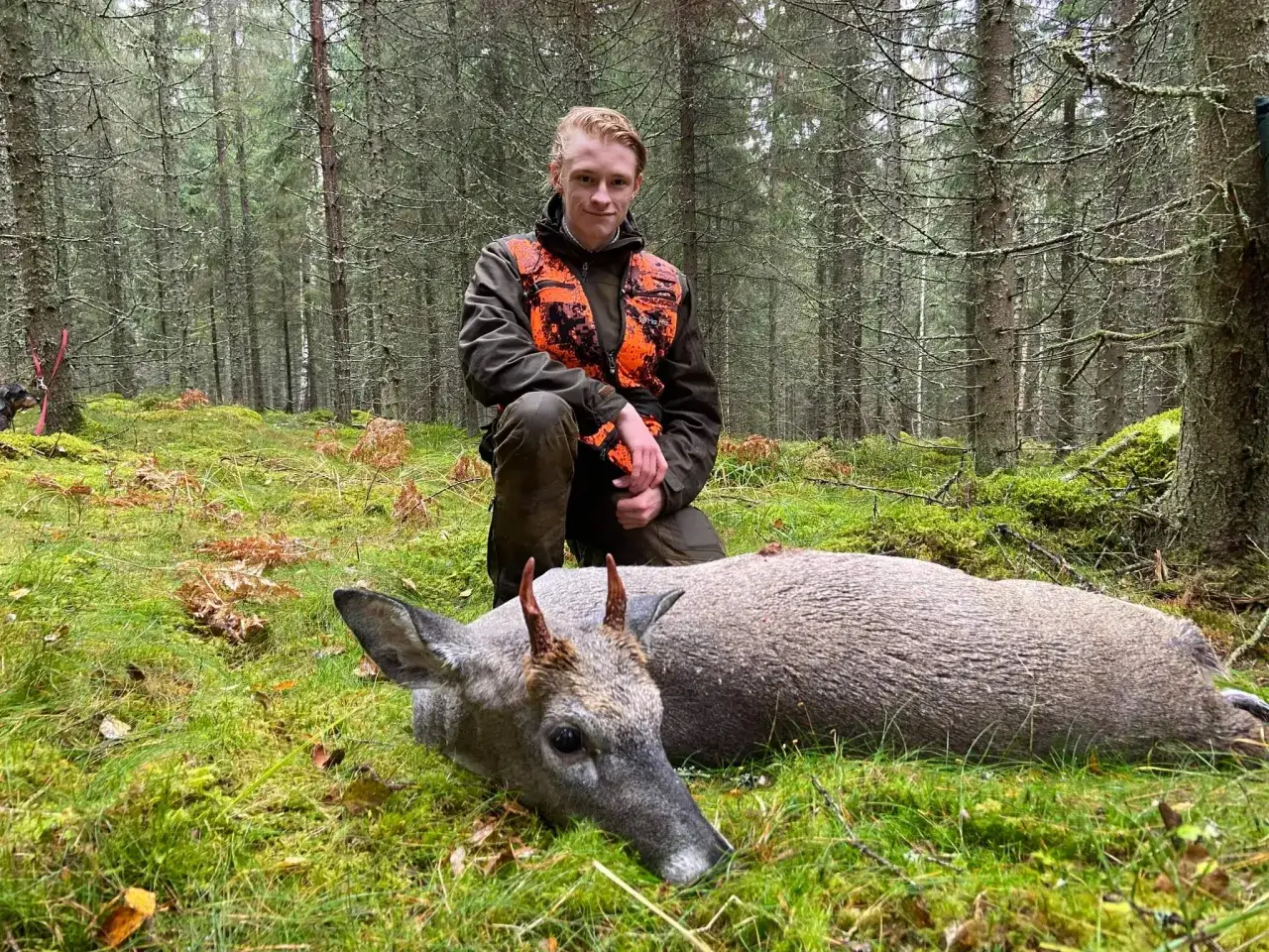 Ung viltvårdare i skogen med en fälld råbock. Praktisk viltvårdare utbildning i fält.