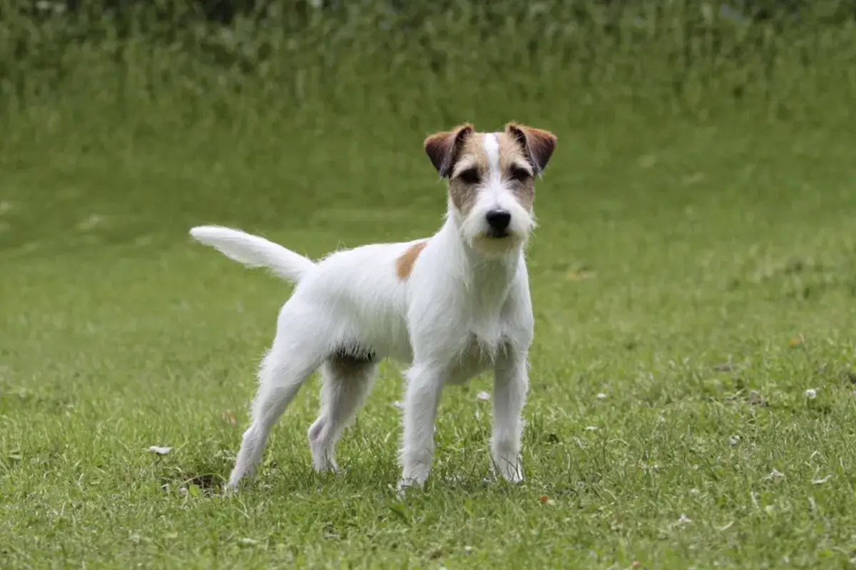 En alert parson russell terrier står i gräset, redo för lek.