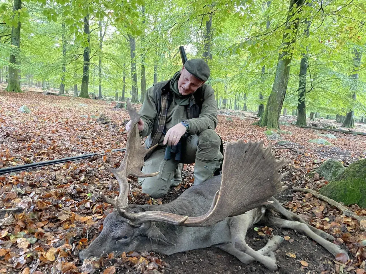 Jägare med gevär visar upp en fälld dovhjort i en höstskog. Skyddsjakt dovhjort genomförd.
