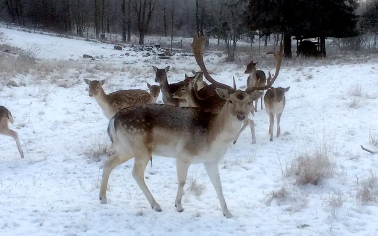 En flock vit dovhjort vandrar i sn&ouml;n. En av hjortarna tittar rakt in i kameran.