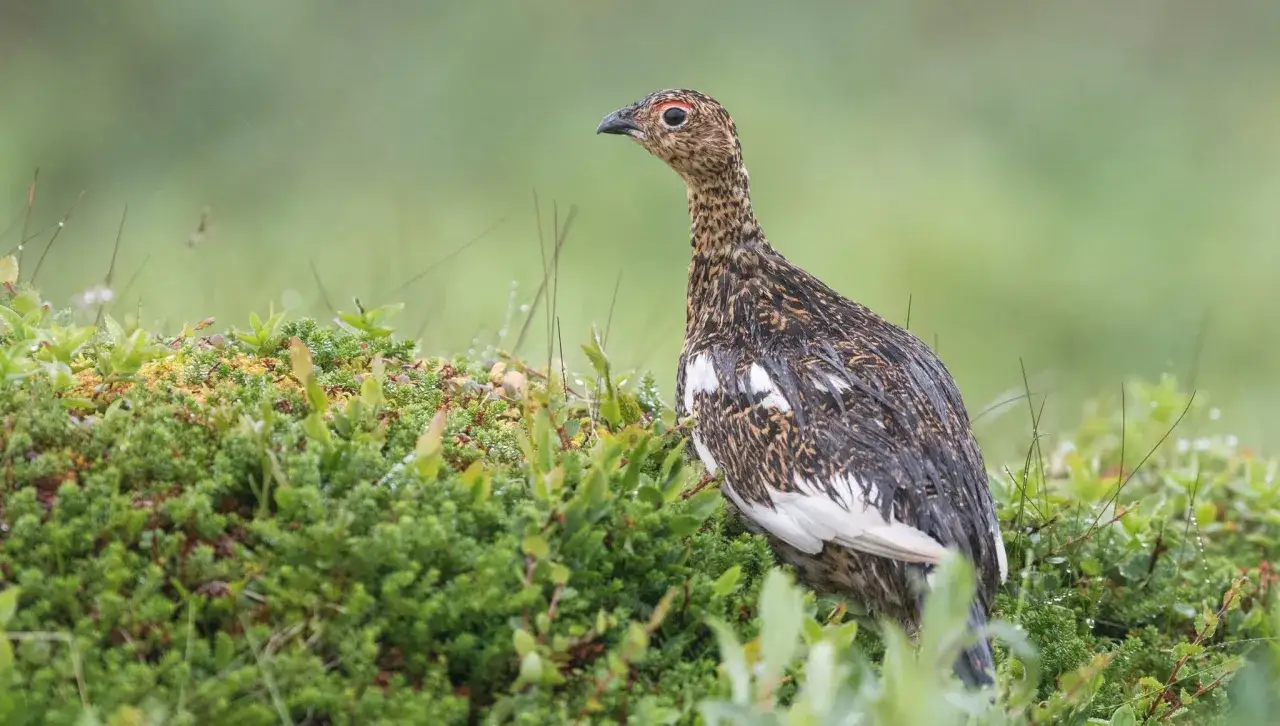 Fj&auml;llripa i regn, en vacker syn f&ouml;r den som &auml;r ute p&aring; f&aring;geljakt i Norrbotten.
