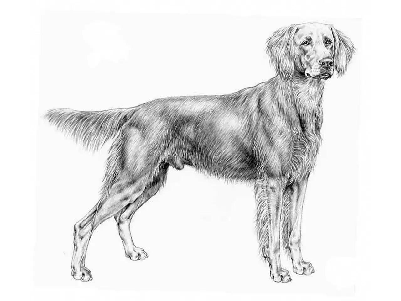 En detaljerad blyertsteckning av en stolt, långhårig weimaraner som står i profil.