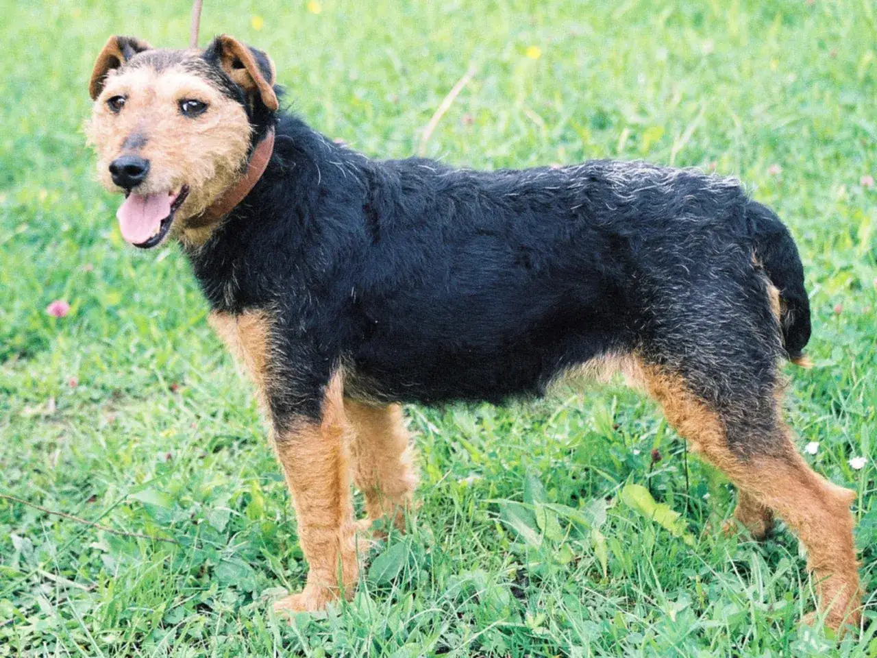 En stående tysk jaktterrier med svart och tan päls, med tungan ute, i gräset.