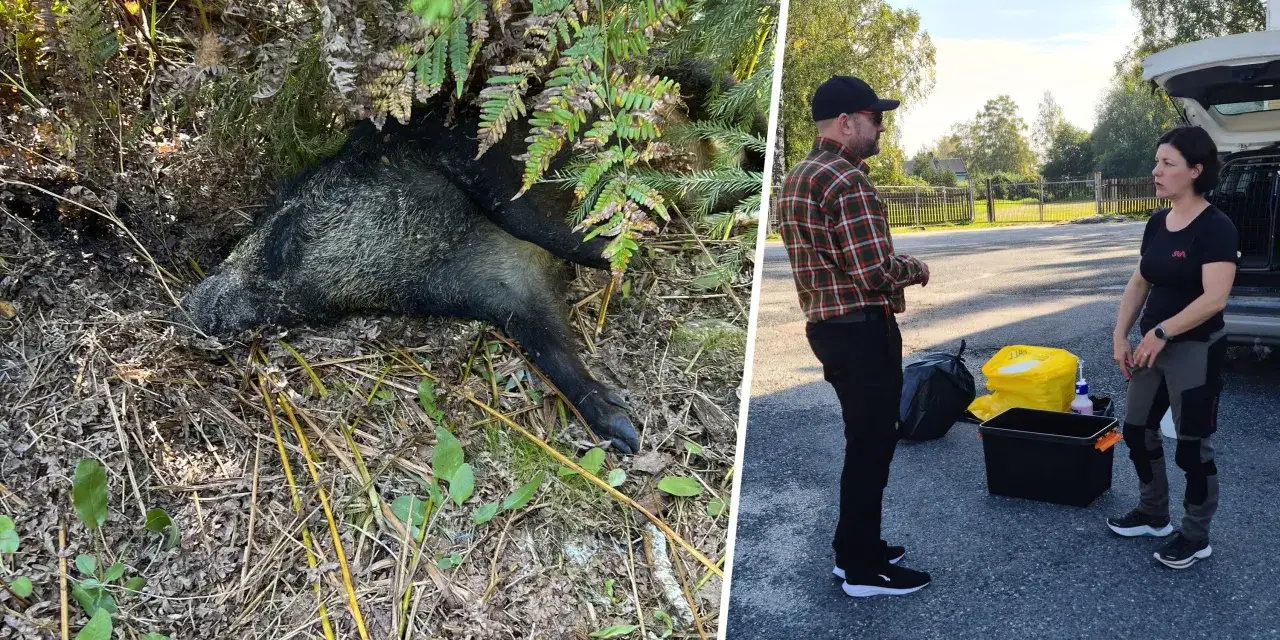Död vildsvin i skogen, troligen drabbad av afrikansk svinpest. Två personer står vid en bil med utrustning för hantering.