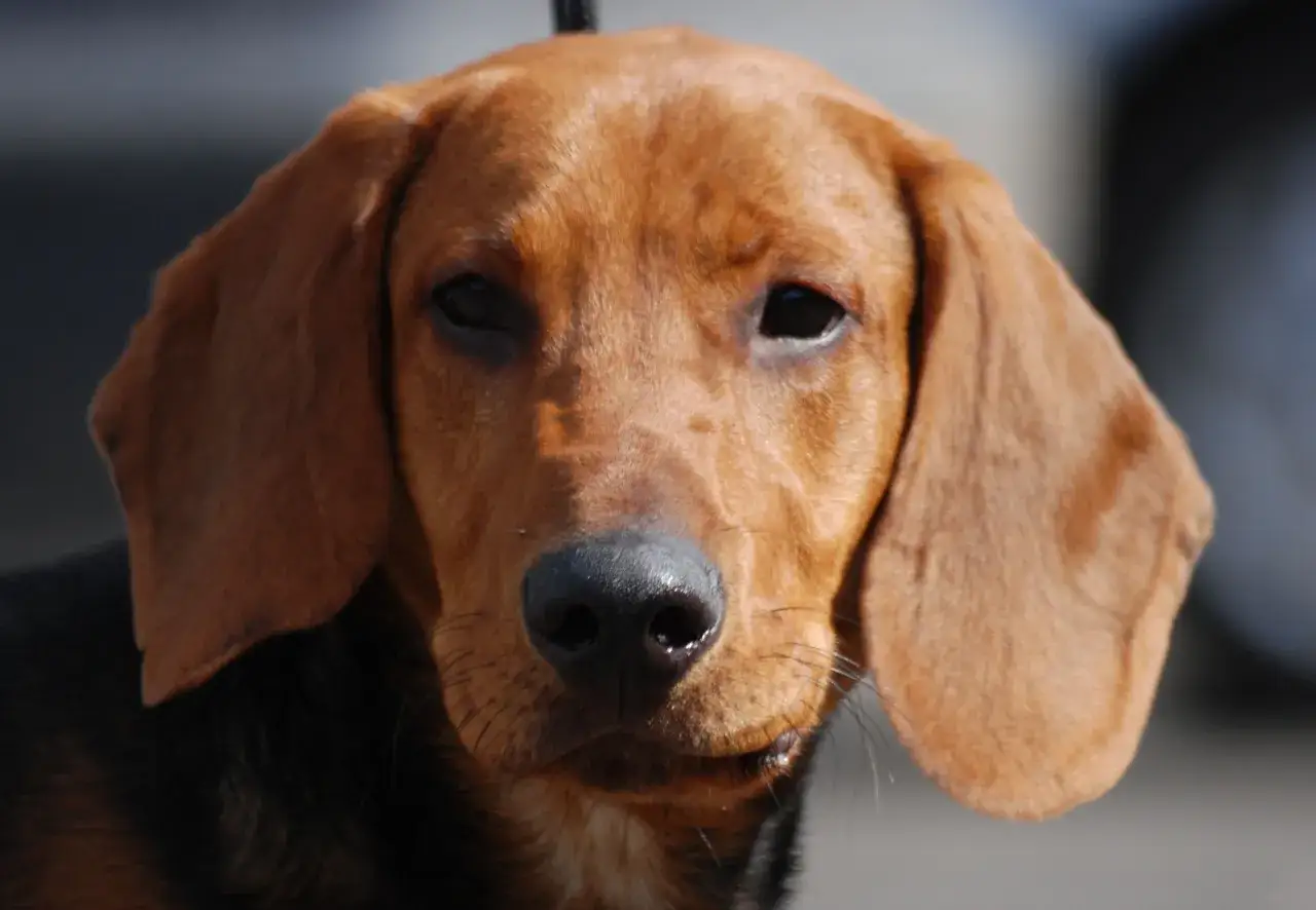 En brun hund med långa öron, en av de kortdrivande hundraserna, tittar framåt.