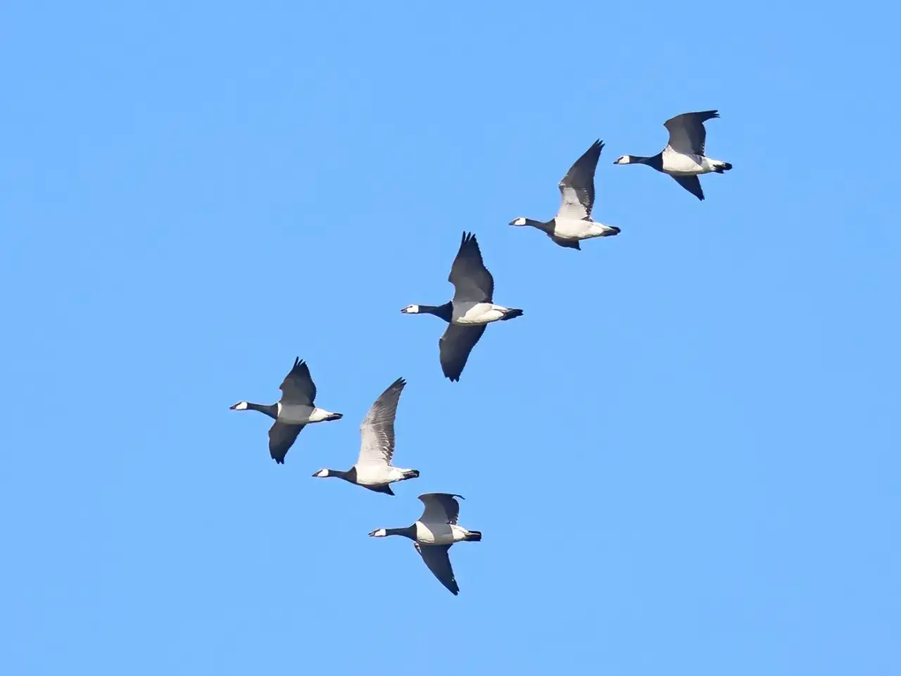 En flock vitkindade gäss flyger i formation mot en klarblå himmel.