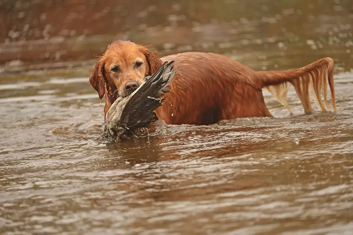 En stolt jakt golden retriever b&auml;r en f&aring;gel genom vattnet.