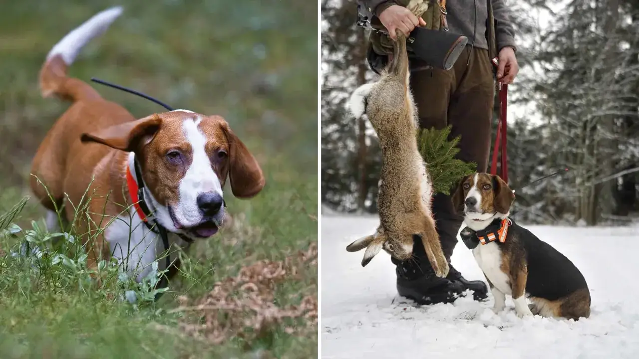 En drever hund i skogen, redo för jakt. Till höger sitter en annan drever bredvid en jägare som håller upp ett byte i snön.