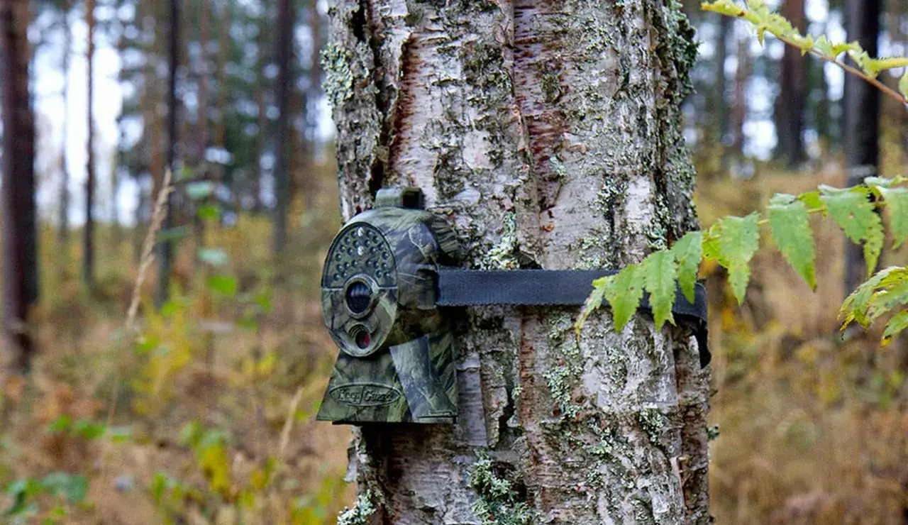 En åtelkamera kopplad till mobil sitter fastspänd på en björkstam i skogen.