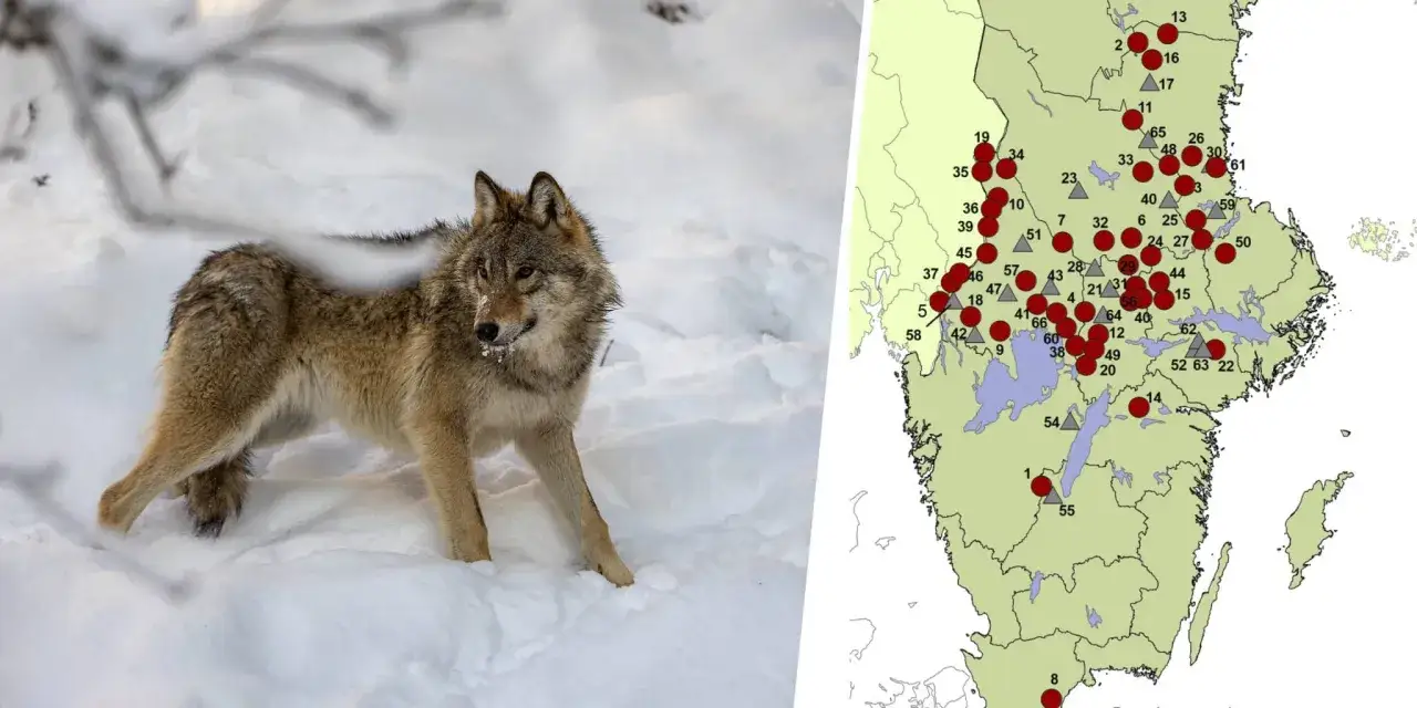 Varg i sn&ouml;, bredvid en karta som visar vargrevir i Sverige.