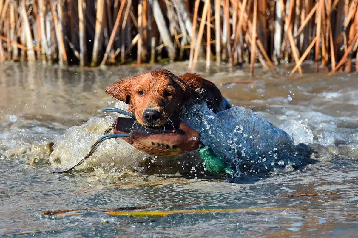 En jakt golden retriever simmar genom vattnet med en f&aring;gelapparat i munnen, redo f&ouml;r n&auml;sta uppdrag.