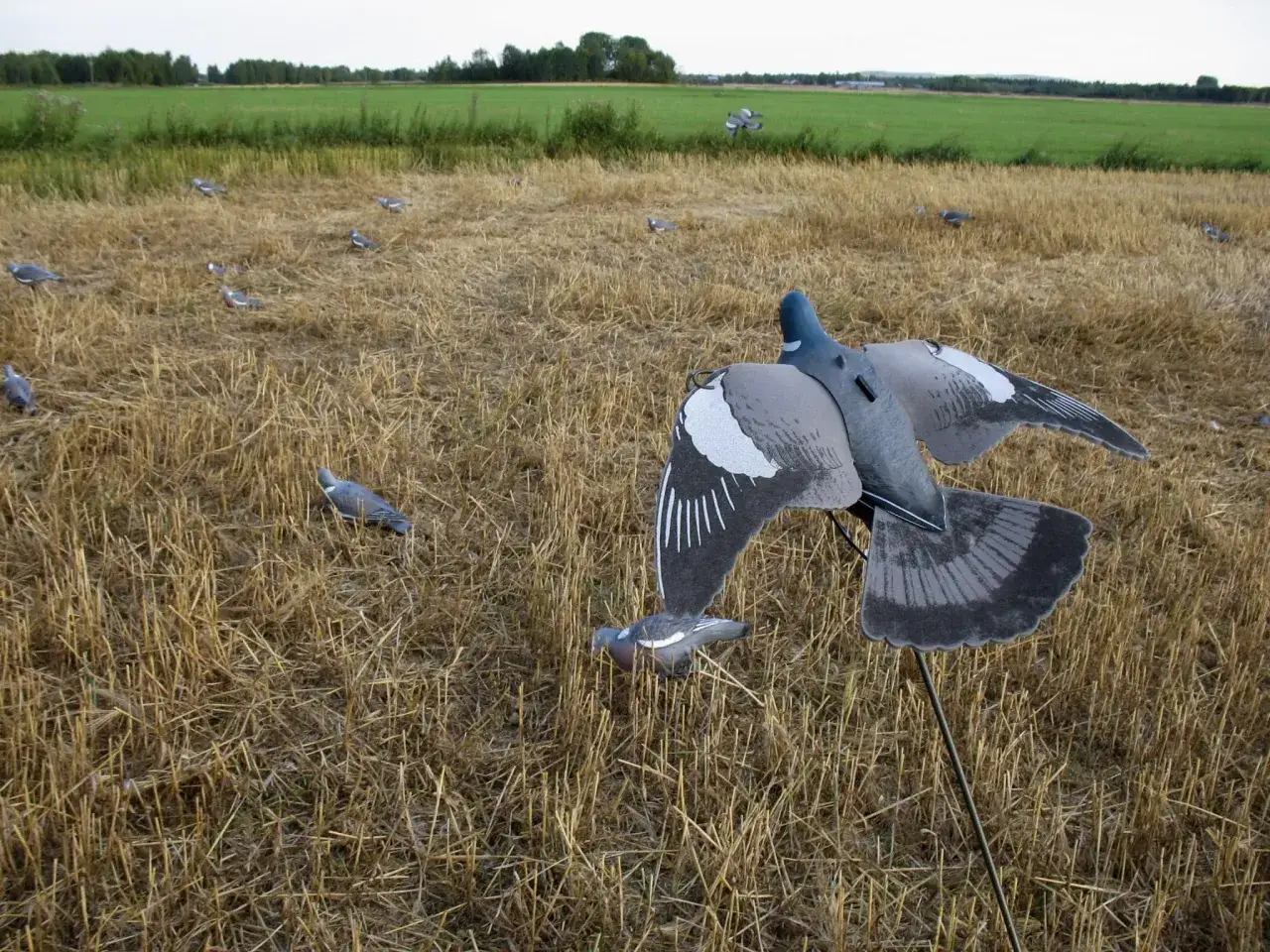Lockbeten för att jaga duva i ett fält med stubb. Flera duvor syns på marken och en i luften.