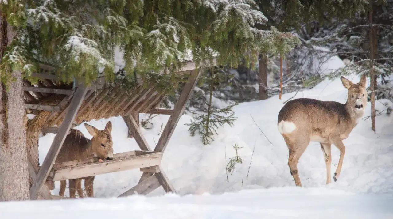 Tv&aring; r&aring;djur s&ouml;ker mat vid en foderh&auml;ck i sn&ouml;n p&aring; tomten.