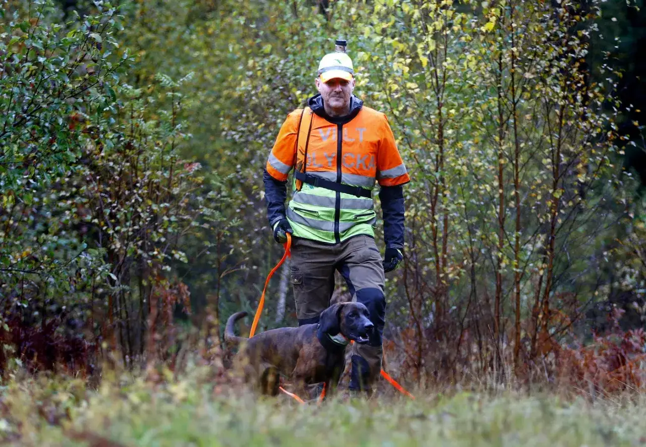 Man i varselkläder med hund i koppel går i skogen. Koppeltvång hund är viktigt för säkerheten.