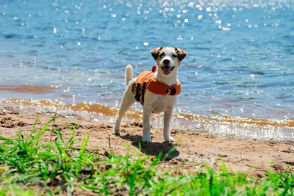 Glad hund med flytväst njuter av sin semester vid vattnet.