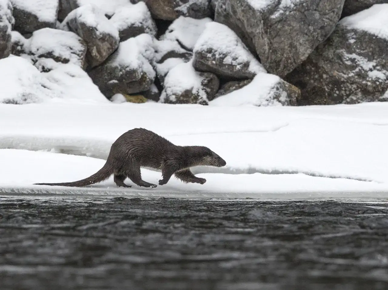 Utter gryt springer längs en snötäckt strandkant. Vatten porlar i förgrunden, stenar täckta av snö i bakgrunden.