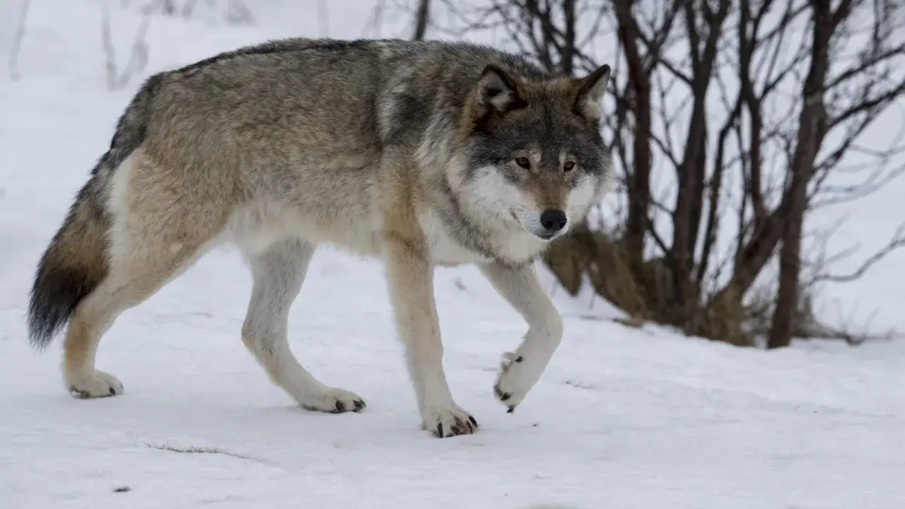 En varg, eller Canis lupus p&aring; latin, vandrar genom sn&ouml;n.