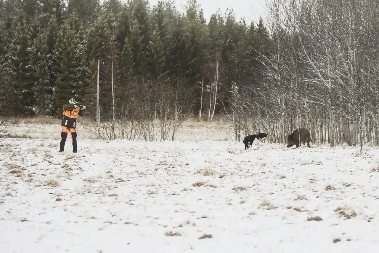 Jägare i orange kläder siktar med gevär i snöig skog. En hund och ett vildsvin syns i bakgrunden. Dags att jaga vildsvin!