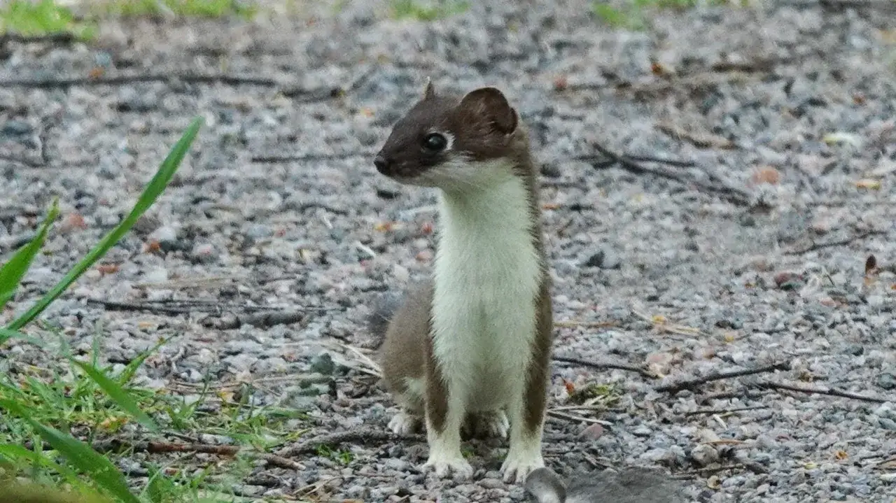 En hermelin sitter p&aring; grus. Trots sitt s&ouml;ta utseende &auml;r hermelinen ett farligt rovdjur.